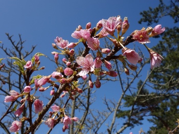 早咲きの桜.JPG